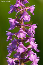 Attēlu rezultāti vaicājumam “Gymnadenia conopsea”