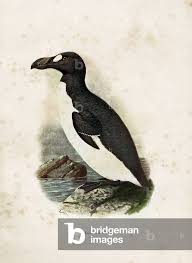 Image result for Pinguinus impennis