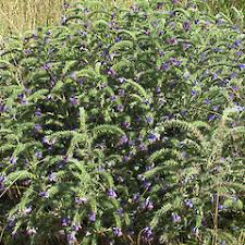 Attēlu rezultāti vaicājumam “Echium vulgare bud”