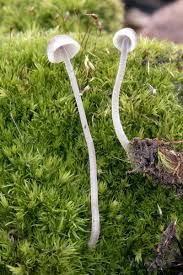 Attēlu rezultāti vaicājumam “Mycena amicta”