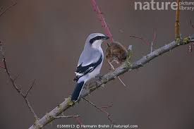 Attēlu rezultāti vaicājumam “Lanius excubitor”