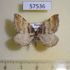 Attēlu rezultāti vaicājumam “Earophila badiata”