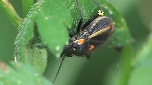 Attēlu rezultāti vaicājumam “Capsodes gothicus”