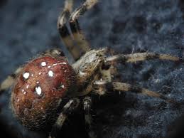 Attēlu rezultāti vaicājumam “Araneus quadratus female”