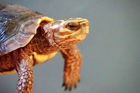 Attēlu rezultāti vaicājumam “Retinia resinella exuvia”