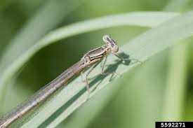 Attēlu rezultāti vaicājumam “Platycnemis pennipes male”