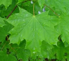 Attēlu rezultāti vaicājumam “Acer platanoides”