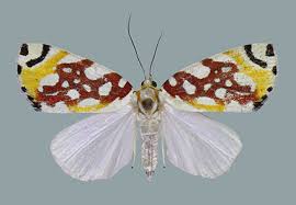 Attēlu rezultāti vaicājumam “Nolidae”