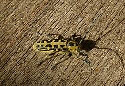 Attēlu rezultāti vaicājumam “Saperda scalaris”