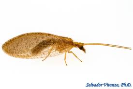 Attēlu rezultāti vaicājumam “Hemerobiidae”