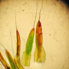 Attēlu rezultāti vaicājumam “Polytrichum piliferum sporophyte”