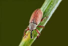 Attēlu rezultāti vaicājumam “Brachonyx pineti”