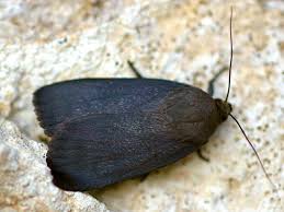 Attēlu rezultāti vaicājumam “Amphipyra livida”