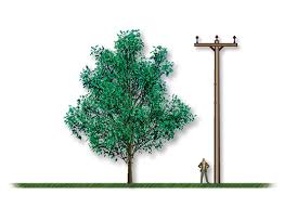 Attēlu rezultāti vaicājumam “Phellodendron amurense bud”