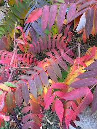 Attēlu rezultāti vaicājumam “Rhus typhina leaf”