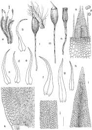 Attēlu rezultāti vaicājumam “Ulota crispa”