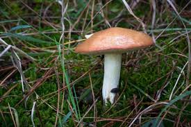 Attēlu rezultāti vaicājumam “Suillus luteus”
