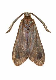 Attēlu rezultāti vaicājumam “Thecabius affinis imago”