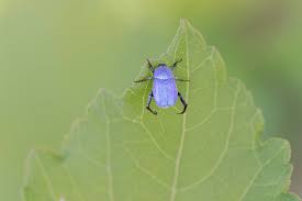 Attēlu rezultāti vaicājumam “Hoplia parvula”
