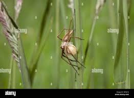Attēlu rezultāti vaicājumam “Pisaura mirabilis cocoon”