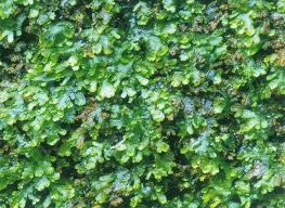 Attēlu rezultāti vaicājumam “Riccardia multifida”