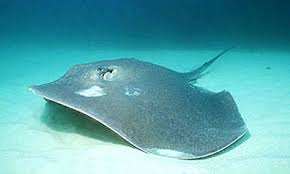 Image result for Bathytoshia brevicaudata