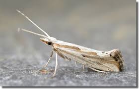 Attēlu rezultāti vaicājumam “Plutellidae”