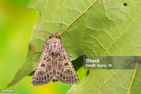 Attēlu rezultāti vaicājumam “Tholera decimalis female”