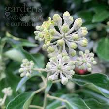 Attēlu rezultāti vaicājumam “Hedera helix  flower”