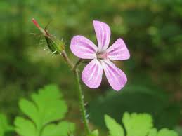 Attēlu rezultāti vaicājumam “Geranium robertianum”