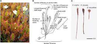 Attēlu rezultāti vaicājumam “Drosera anglica leaf”