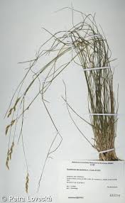 Attēlu rezultāti vaicājumam “Danthonia decumbens fruit”