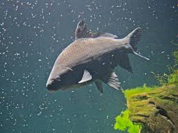 Image result for Ictiobus bubalus