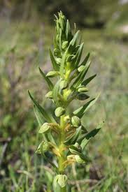 Attēlu rezultāti vaicājumam “Coeloglossum viride leaf”