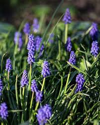 Attēlu rezultāti vaicājumam “Muscari armeniacum flower”