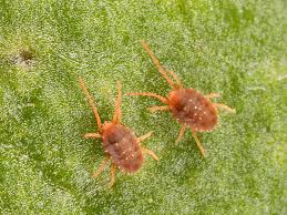 Attēlu rezultāti vaicājumam “Bryobia praetiosa”