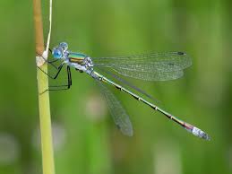 Attēlu rezultāti vaicājumam “Lestes dryas female”