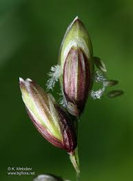 Attēlu rezultāti vaicājumam “Melica nutans flower”