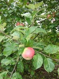 Attēlu rezultāti vaicājumam “Malus domestica”