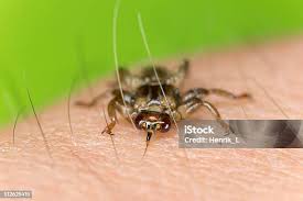 Attēlu rezultāti vaicājumam “Lipoptena cervi”