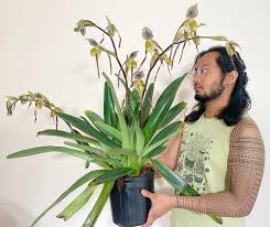 Attēlu rezultāti vaicājumam “Siphoptychium violaceum young”