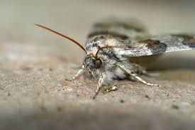 Attēlu rezultāti vaicājumam “Drepanidae”