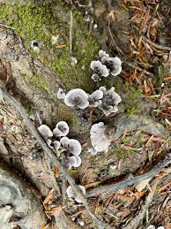 Attēlu rezultāti vaicājumam “Phellodon tomentosus”