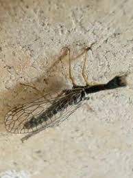 Attēlu rezultāti vaicājumam “Raphidia larva”