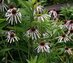 Image result for Echinacea pallida