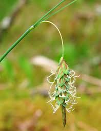 Attēlu rezultāti vaicājumam “Carex limosa”