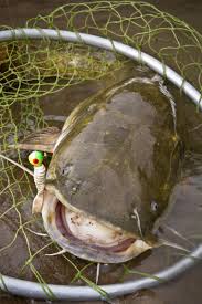 Image result for Pylodictis olivaris