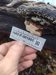 Attēlu rezultāti vaicājumam “Perenniporia medulla-panis”