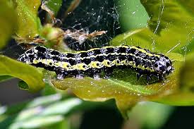 Attēlu rezultāti vaicājumam “Orthosia sp.”
