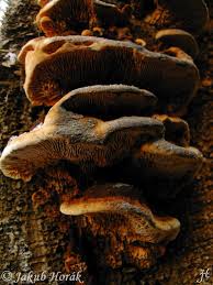 Attēlu rezultāti vaicājumam “Gloeophyllum trabeum”